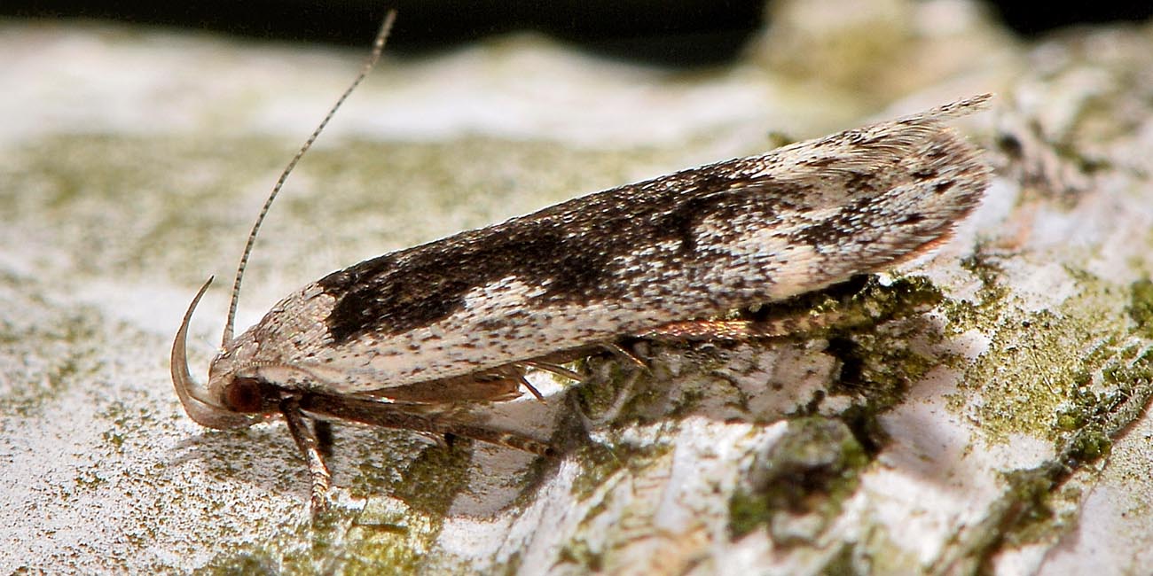 Gelechiidae? S -  Anacampsis  blattariella